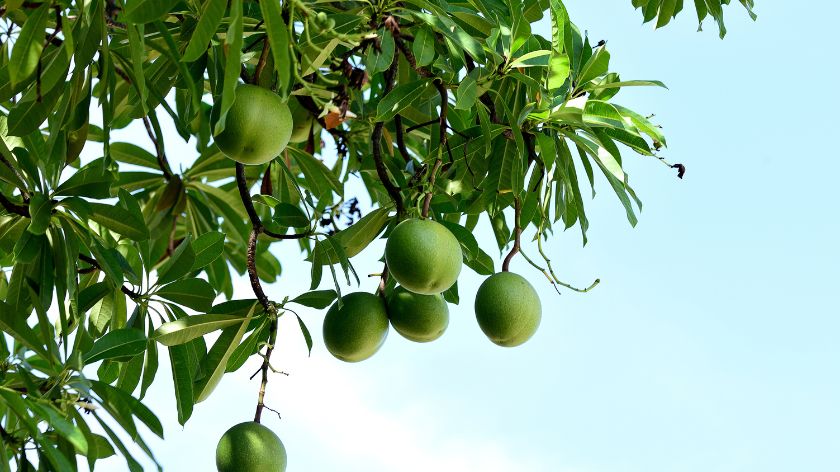 Otrovne biljke Kerbera © Canva otrovno bilje suicide tree