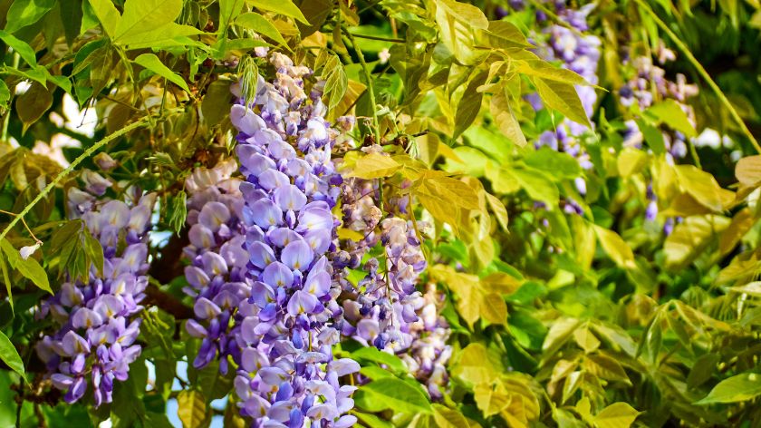 Otrovne biljke Visterija © Canva visterija otrovno bilje