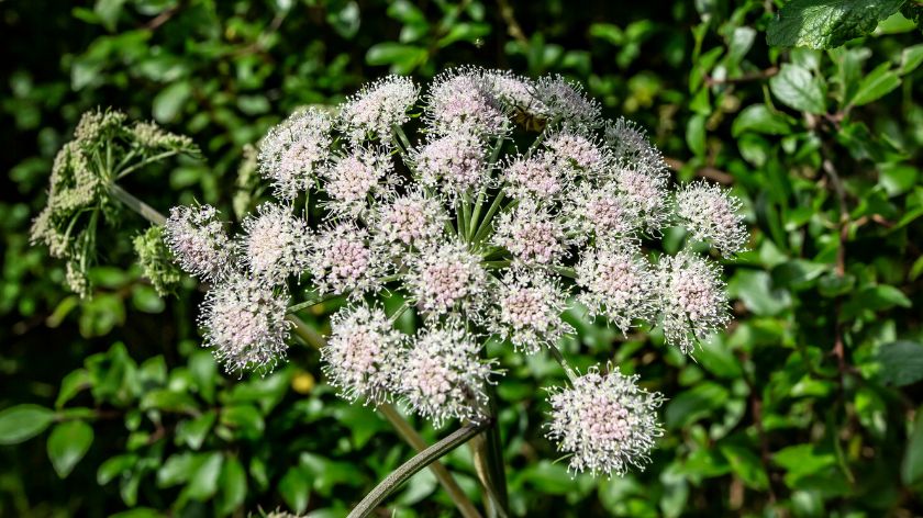 Otrovne biljke Kukuta © Canva vodena kukuta otrovno bilje