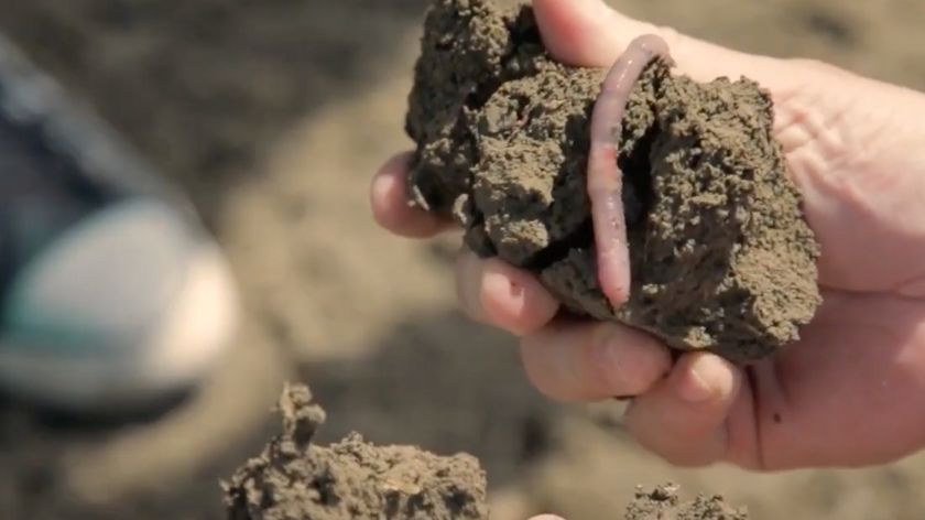 Biofor preparati pomažu i poboljšavanje zemljišta redovnom primenom © Screenshot AGROmedia BIOFOR SISTEM Vladimirovac Niku
