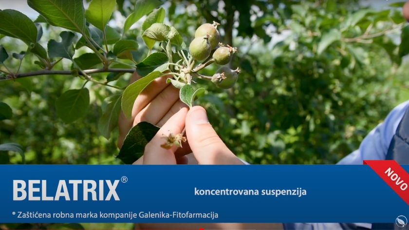 Ivan Stevanović galenika jabuka zaštita Belatrix