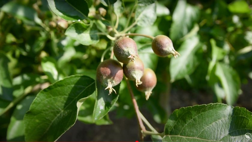 jabuka u fenofazi rasta ploda
