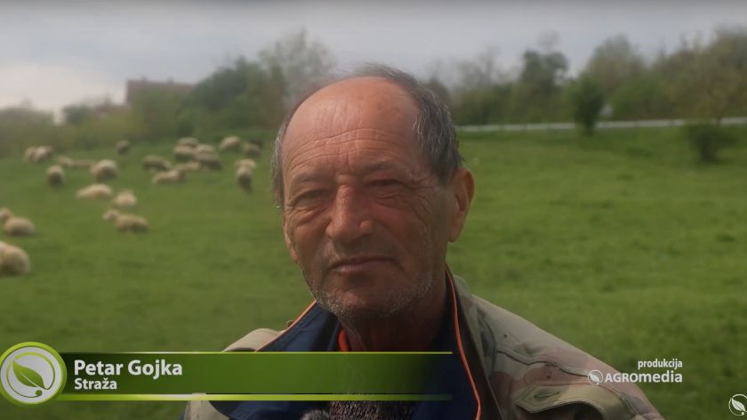 Petar Gojka bewacht die Schafzucht