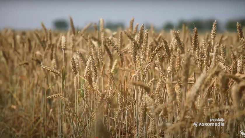 cene žitarice i cena pšenice