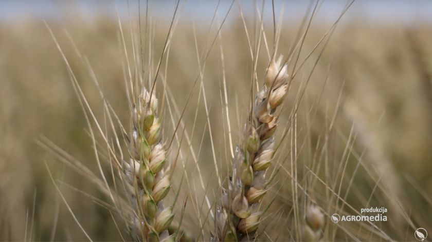 rod ječma i pšenice u Srbiji