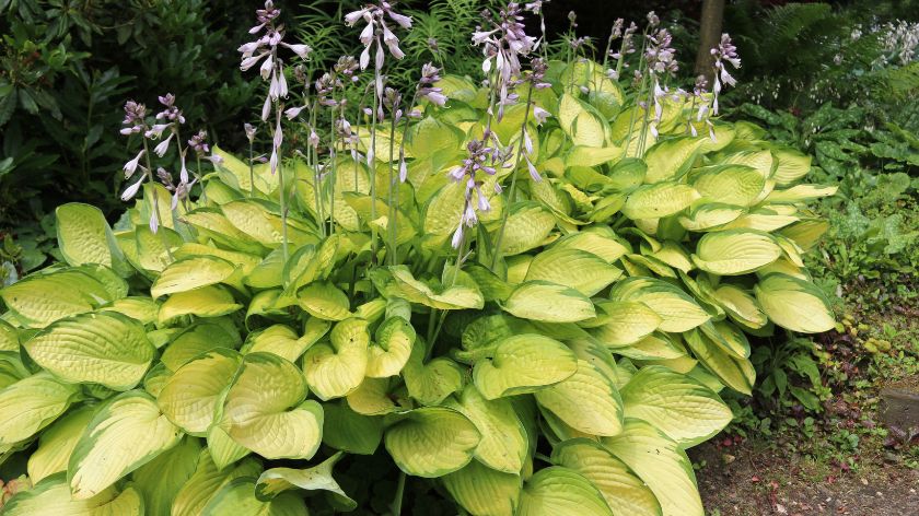 Hoste su odlične za senovite delove © Canva senoviti delovi