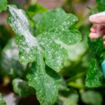 Zaštita od pepelnica