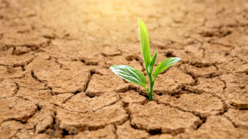 toplotni stres biljaka