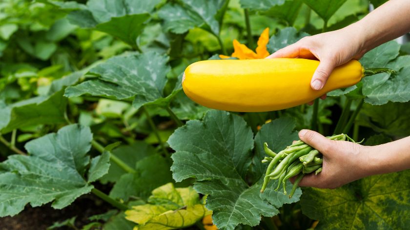 Pre branja treba ispitati zrelost povrća © Canva Povrće berba