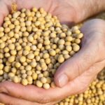 Cena soje