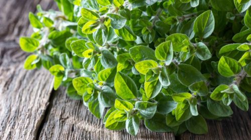 Trikovi iskusnih baštovana: Kako brzo da osušite origano i druge ...