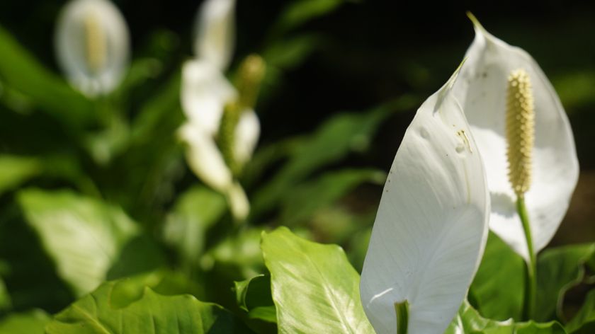 Spatifilum © Canva Spatifilum