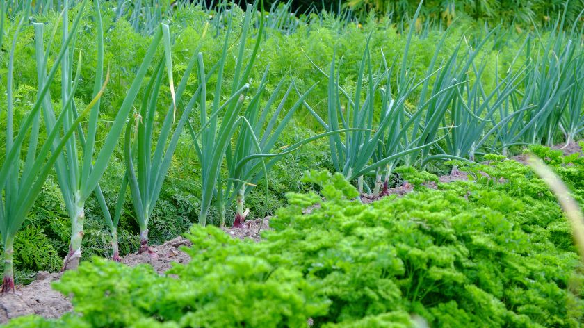 Zašto luk i šargarepa cvetaju