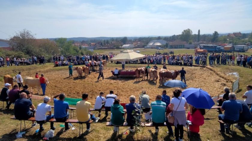 41. izložba priplodnih goveda simentalske rase Kolubara 2023 u Lajkovcu