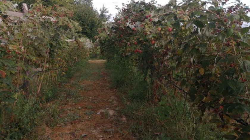 Dvorode sorte MALINE - najlošija sezona i pad cene. foto: © Dejan Davidović // AGROmedia Dvorode sorte maline (3) Davidović