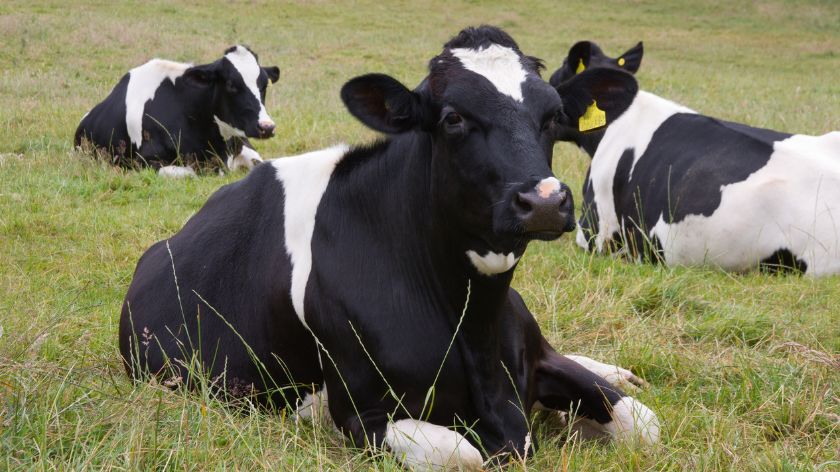 Krave vole da lenčare © Canva