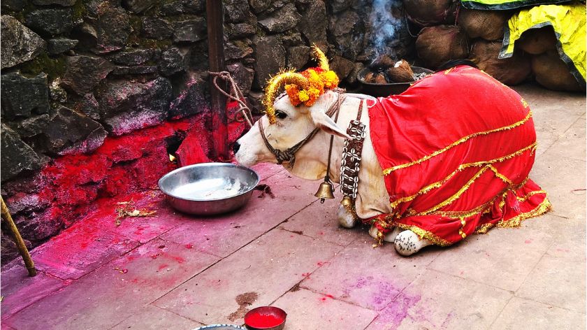 Krava je u Indiji sveta životinja © Canva