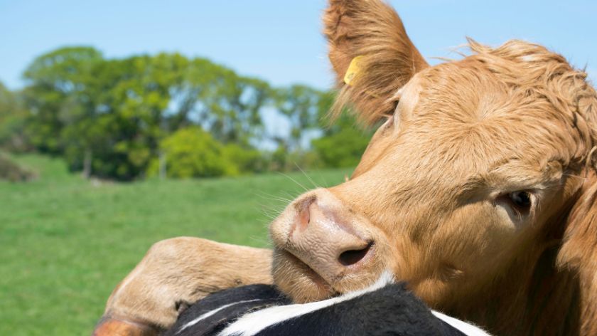 Krave vole da se maze © Canva