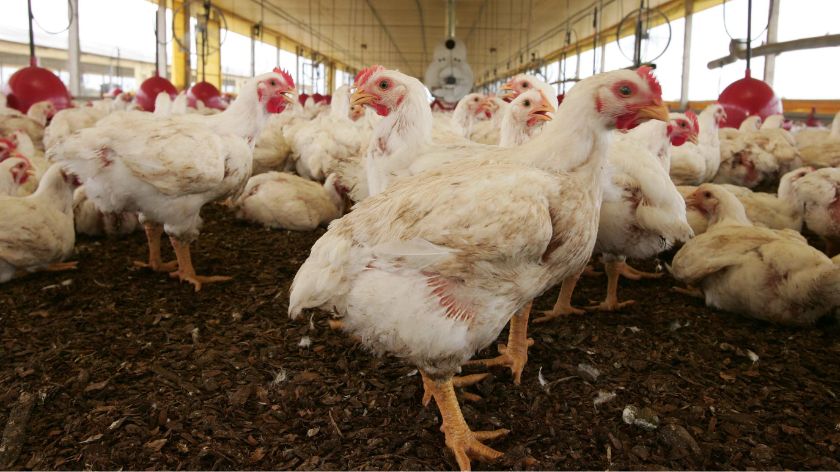 Hibridne vrste se često uzgajaju zbog mesa ili jaja © Canva