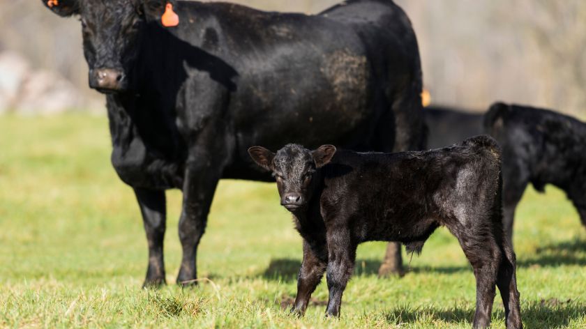 Angus govedina © Canva