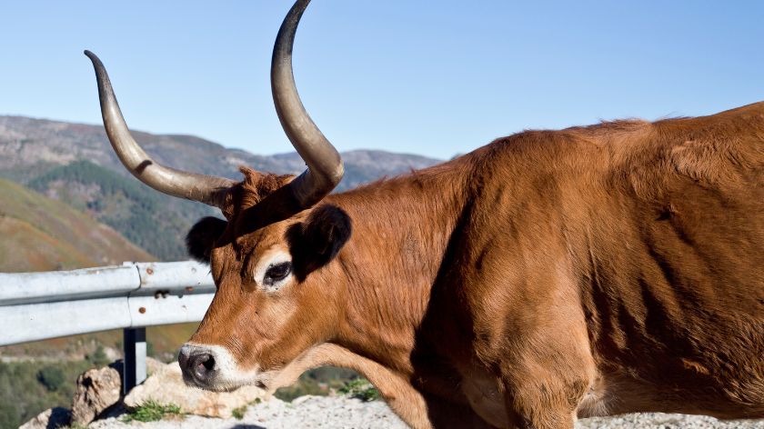 Carne Barrosa © Canva Carne Barrosa