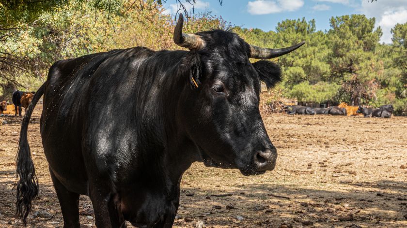 Carne de Avila © Canva Carne de avila