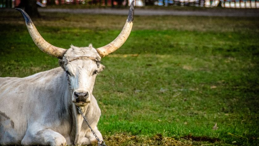 Magyar szürkemarha hús © Canva Magyar szürkemarha hús