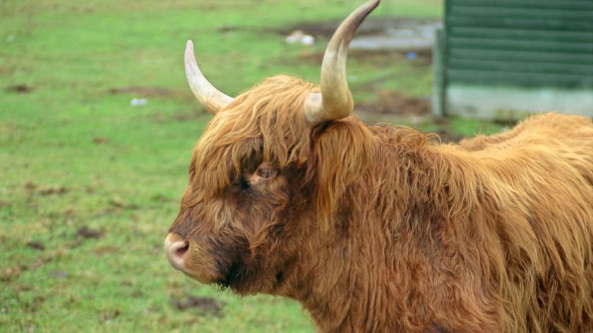 Škotska goveda
