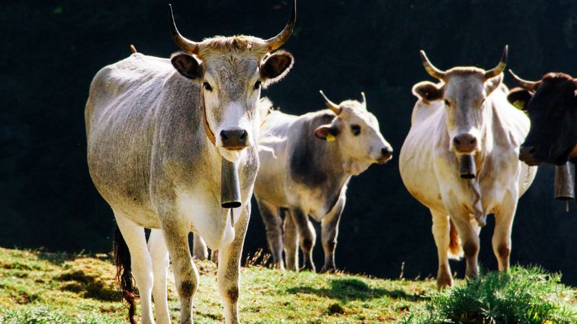 Na listi od 50 najtraženijih vrsta goveda našao se i slavonski sremski podolac © Canva Slavonsko-srijemski podolac