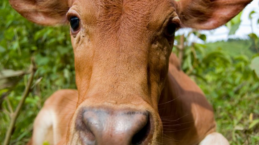 Ternera Asturiana © Canva Ternera Asturiana