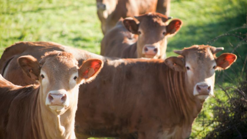 Ternera gallega © Canva Ternera gallega