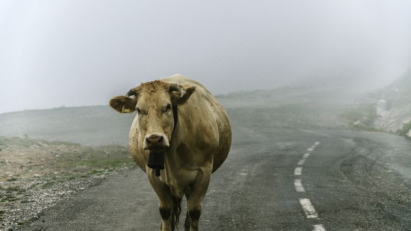 Ternera de Navarra © Canva Ternera de Navarra