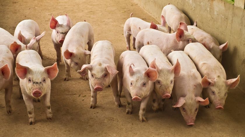 Cene prasadi © Canva