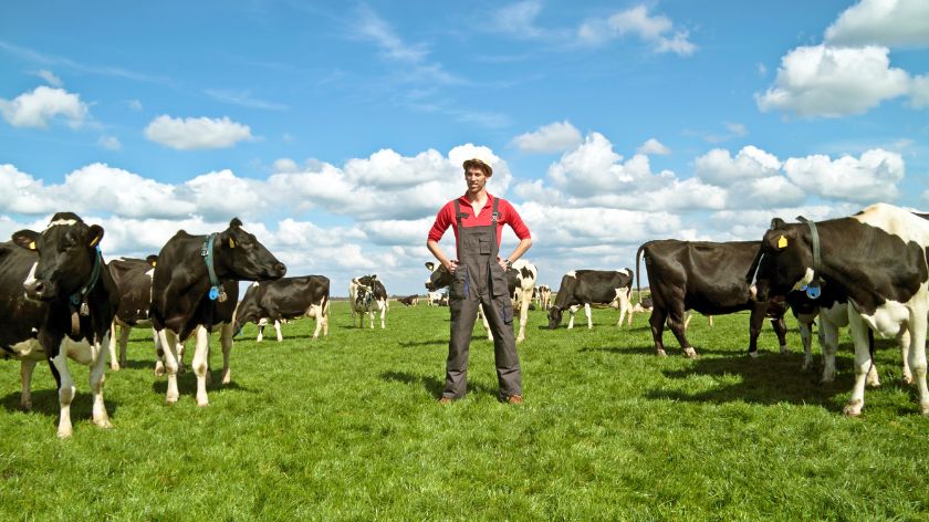 Holandske farme: farmeri zatvaraju farme