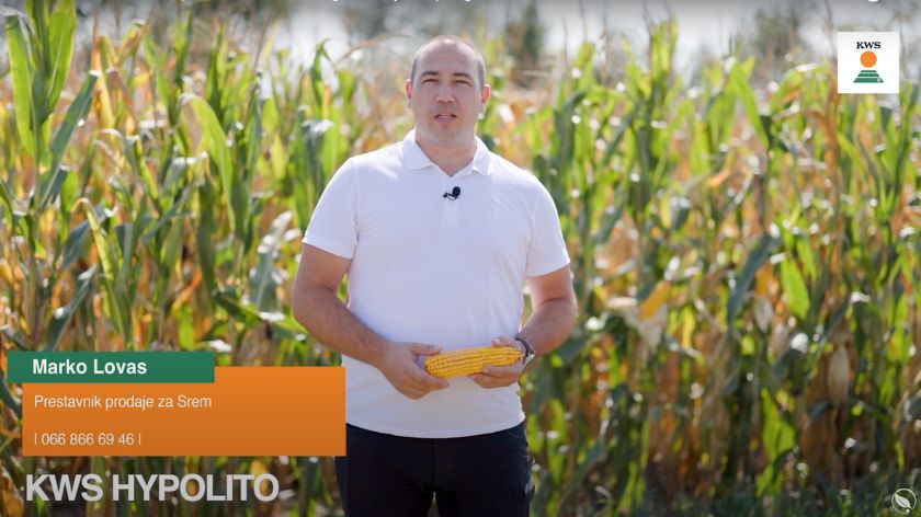 Ovaj hibrid pokazuje odličnu izdržljivost i sazreva na zelenim stabljikama. AGROmedia / KWS