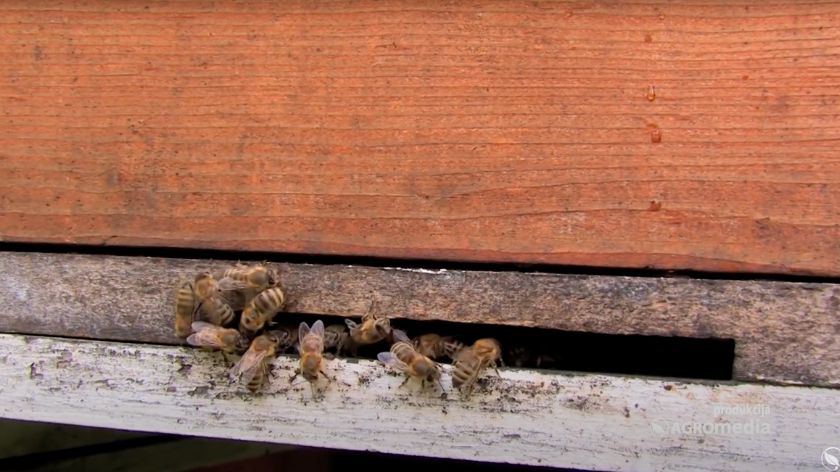 Idealno bi bilo kada bi sneg pao krajem oktobra ili početkom oktobra do 1. marta da bude hladno. © AGROmedia