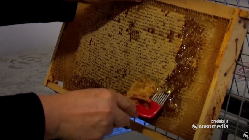 Med i maslinovo ulje su proizvodi koji se najviše falsifikuju u svetu. © AGROmedia