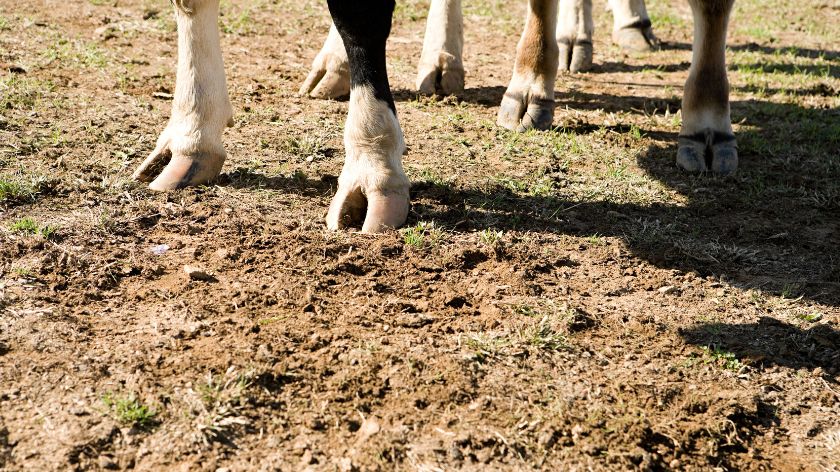 Kako sprečiti povrede papaka © Canva Kako sprečiti povrede papaka