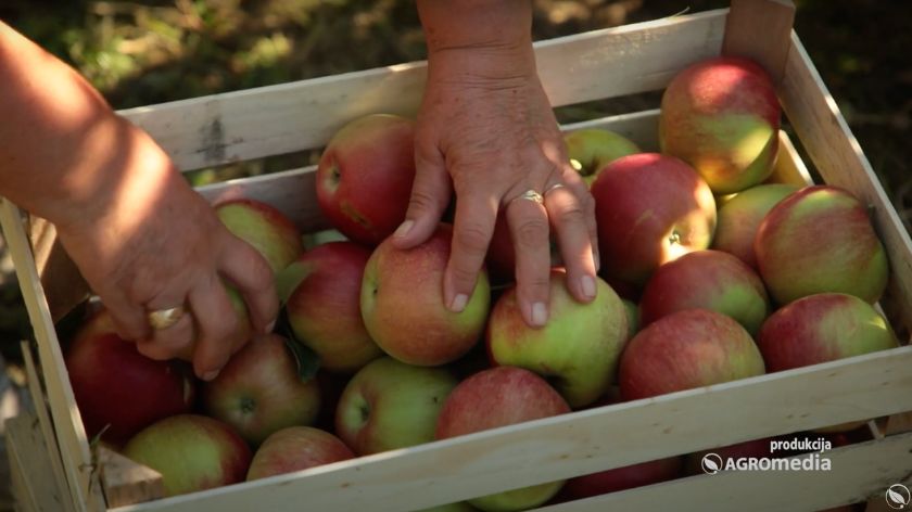 VOĆARSTVO: Smanjuju se površine © AGROmedia