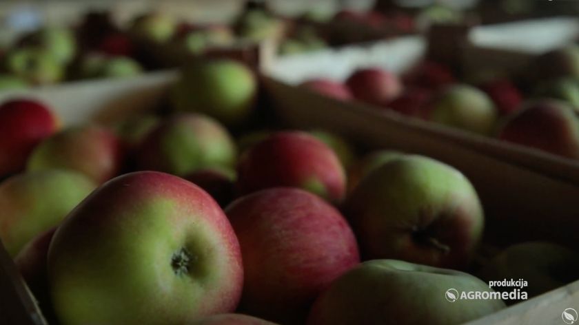 Ide se na rusko tržište, sad je nešto u berbi krenulo i za Grčku robe, i za Italiju © AGROmedia