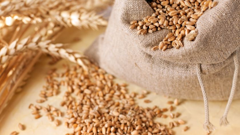 Mlinovi najaktivniji kupci pšenice © Canva Cena pšenice
