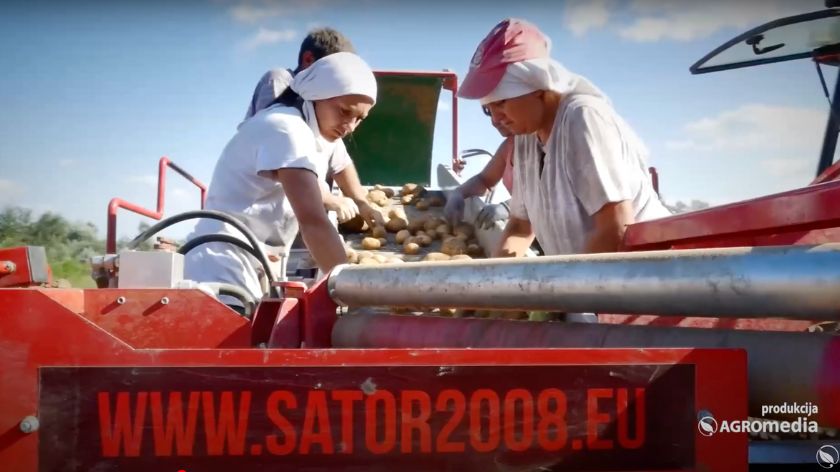 Napominje se da će cena domaćeg krompira i dalje ostati visoka, dok potrošači i dalje biraju skuplje uvozne opcije. © AGROmedia razvrstavanje krompira u polju