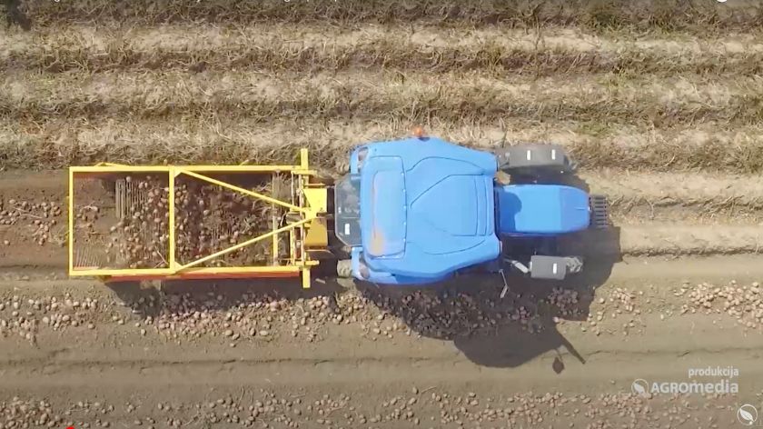 Postavlja se pitanje o eventualnom korišćenju krompira sa tavana kao zamene za kvalitetno seme © AGROmedia žetva krompira na polju
