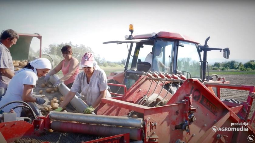 Žetva krompira radnici u polju