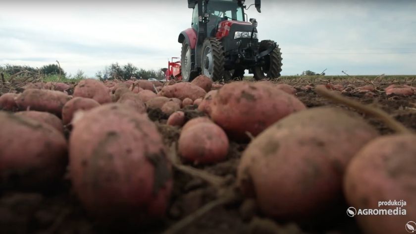 Crveni krompir u polju i traktor u pozadini