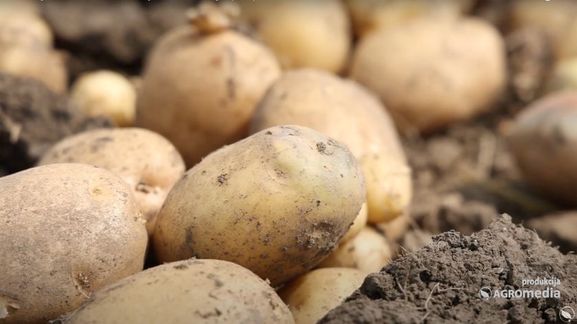 mnogi proizvođači, posebno u okućnicama, koriste bilo kakvo sitno seme kako bi zadovoljili domaće potrebe, često zanemarujući kvalitet i dugoročnu održivost. © AGROmedia krompir