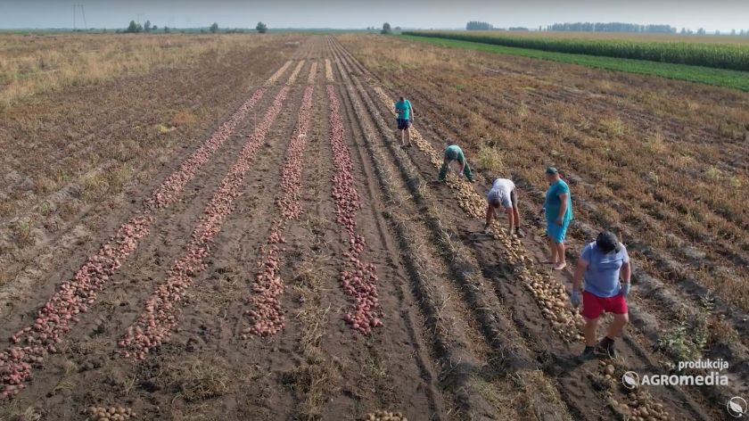 Sakupljanje krompira na polju