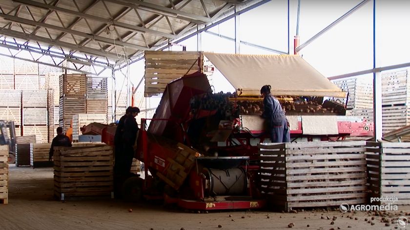 Proizvodnja semenskog krompira je doživela ozbiljan pad zbog nepovoljnih vremenskih uslova © AGROmedia fabrika za proizvodnju krompira