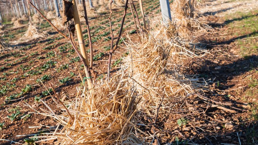 MALČ: Evo liste organskih zimskih malčeva i njihovih karakteristika. © Canva Malč, malčiranje