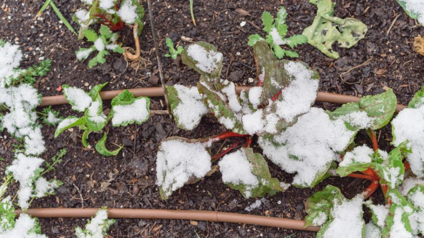 Pravi malč koji se primenjuje zimi može pomoći u održavanju stabilne temperature zemljišta, štiteći tako biljke od ekstremnih temperatura. © Canva Malč, malčiranje